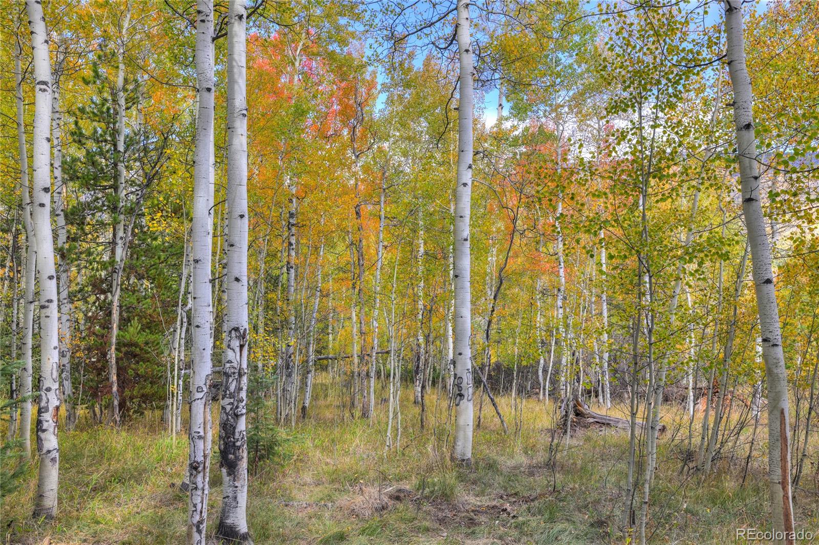 Wooded lot with white-barked aspens and bright autumn foliage.