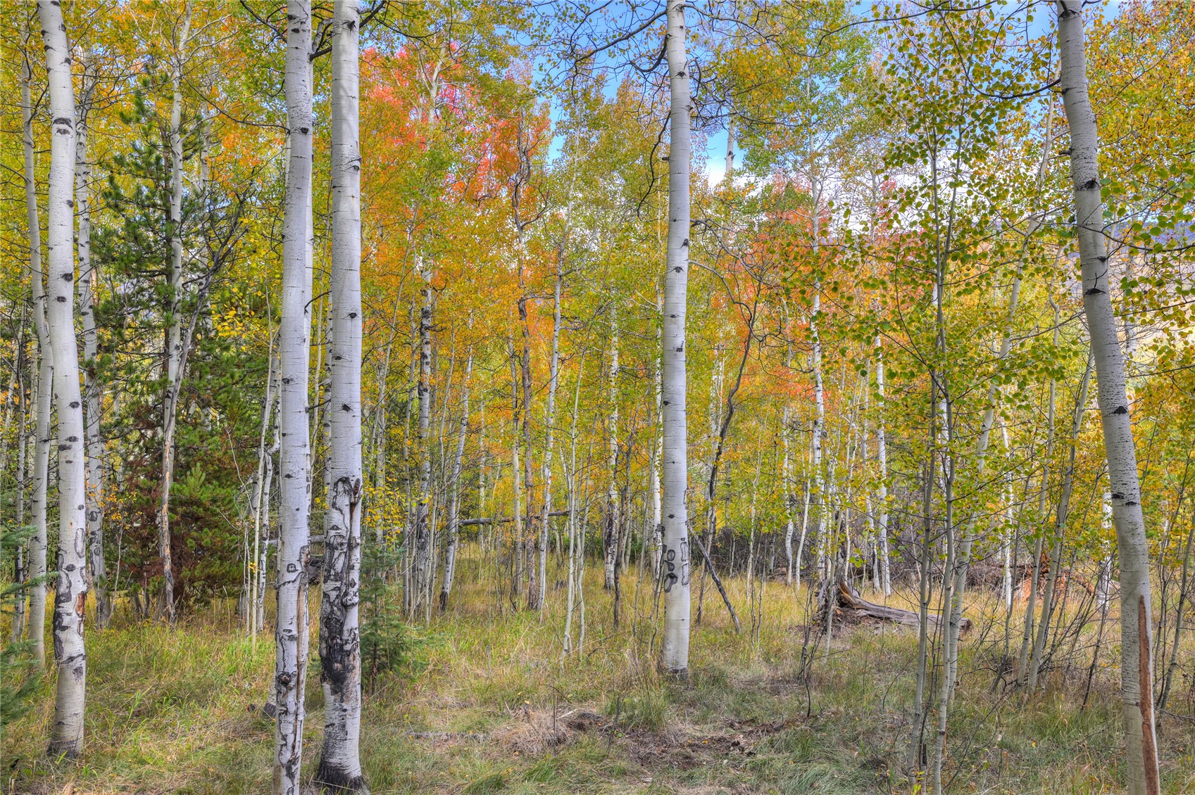 Wooded property with white-barked aspens and golden autumn foliage.