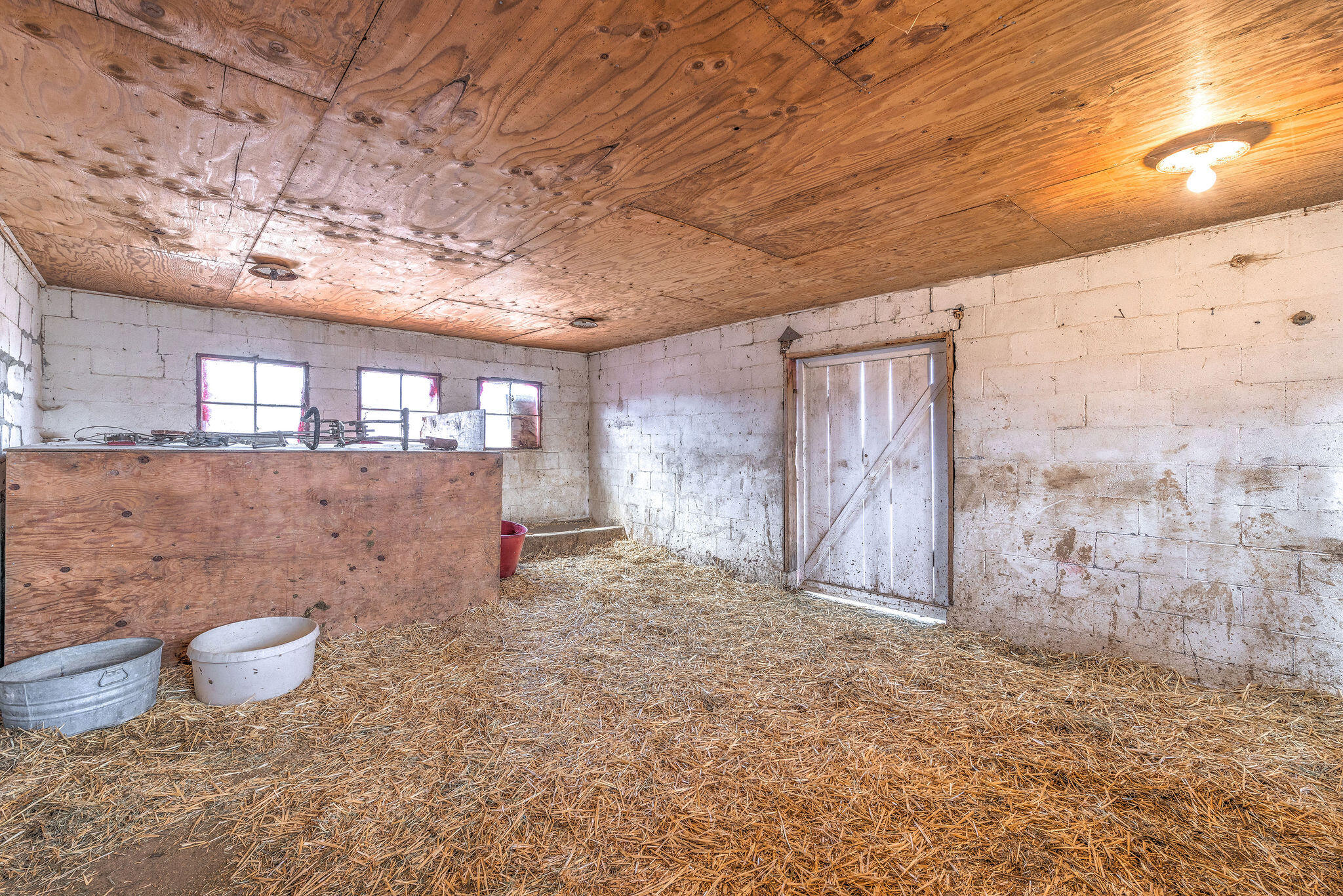Barn stall with straw bedding, cinderblock walls, and a wooden partition.