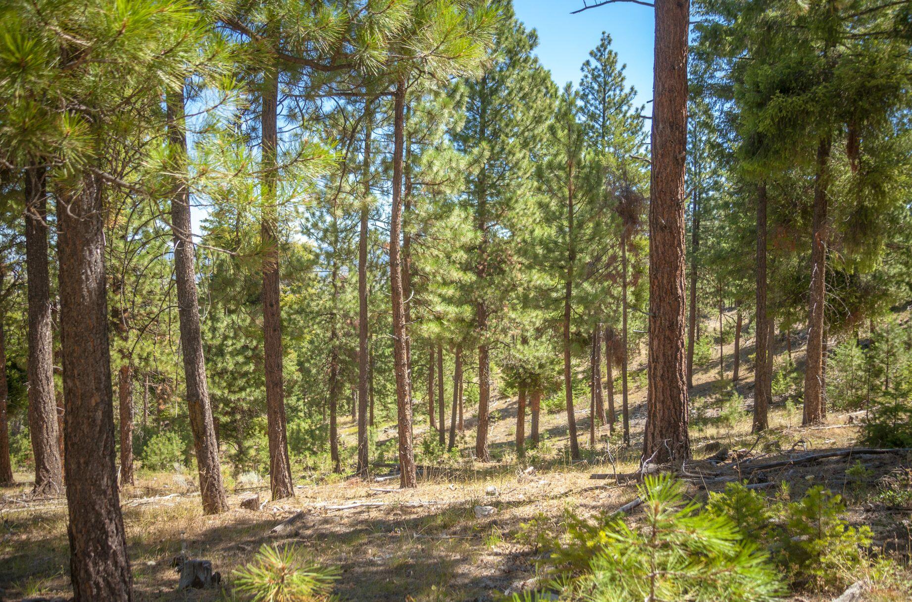 TBD Lofton Creek Road