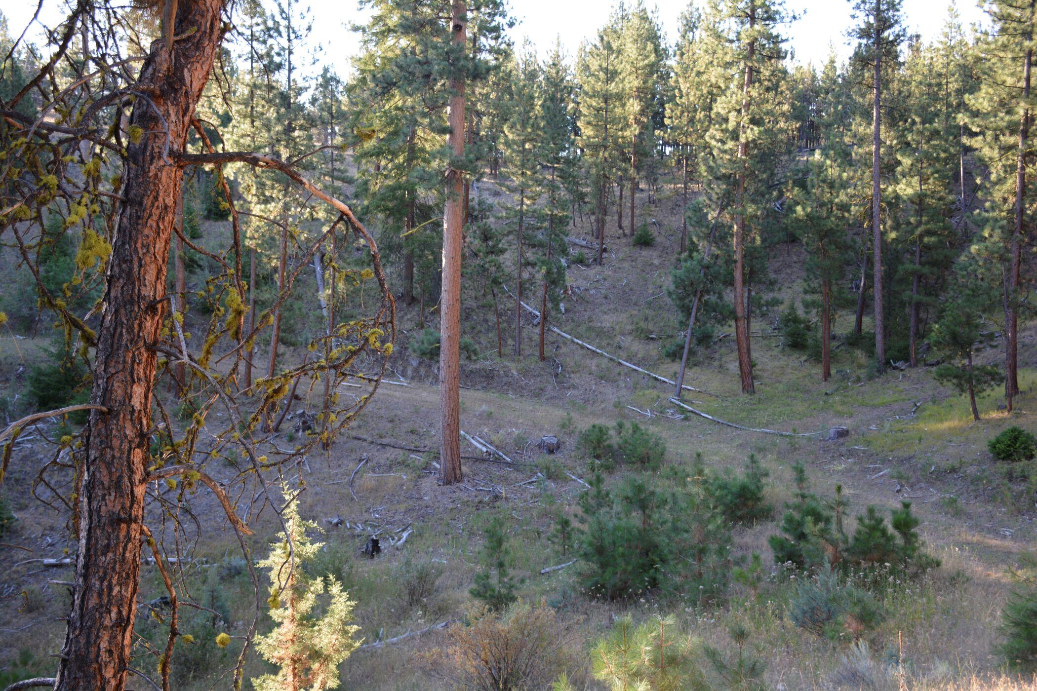 TBD Lofton Creek Road
