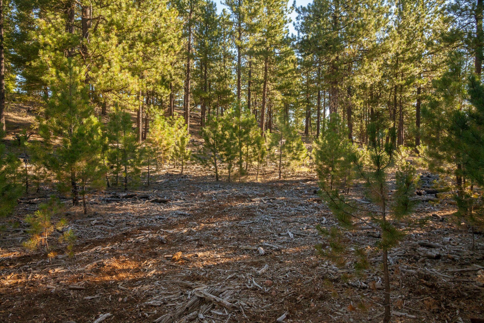 TBD Lofton Creek Road