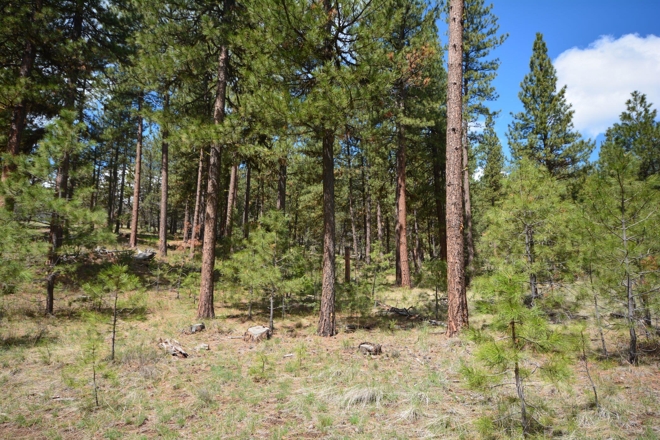 N/A Coon Ridge Road