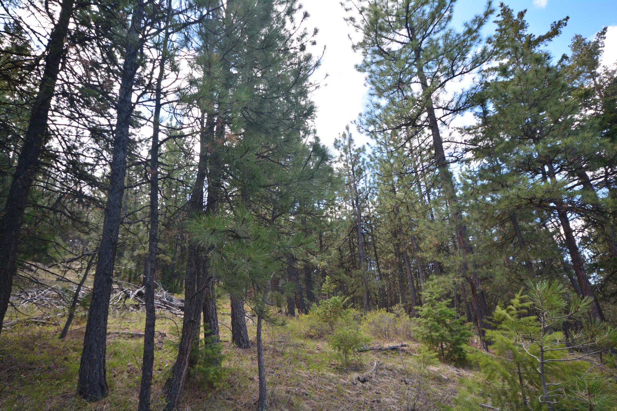 N/A Coon Ridge Road