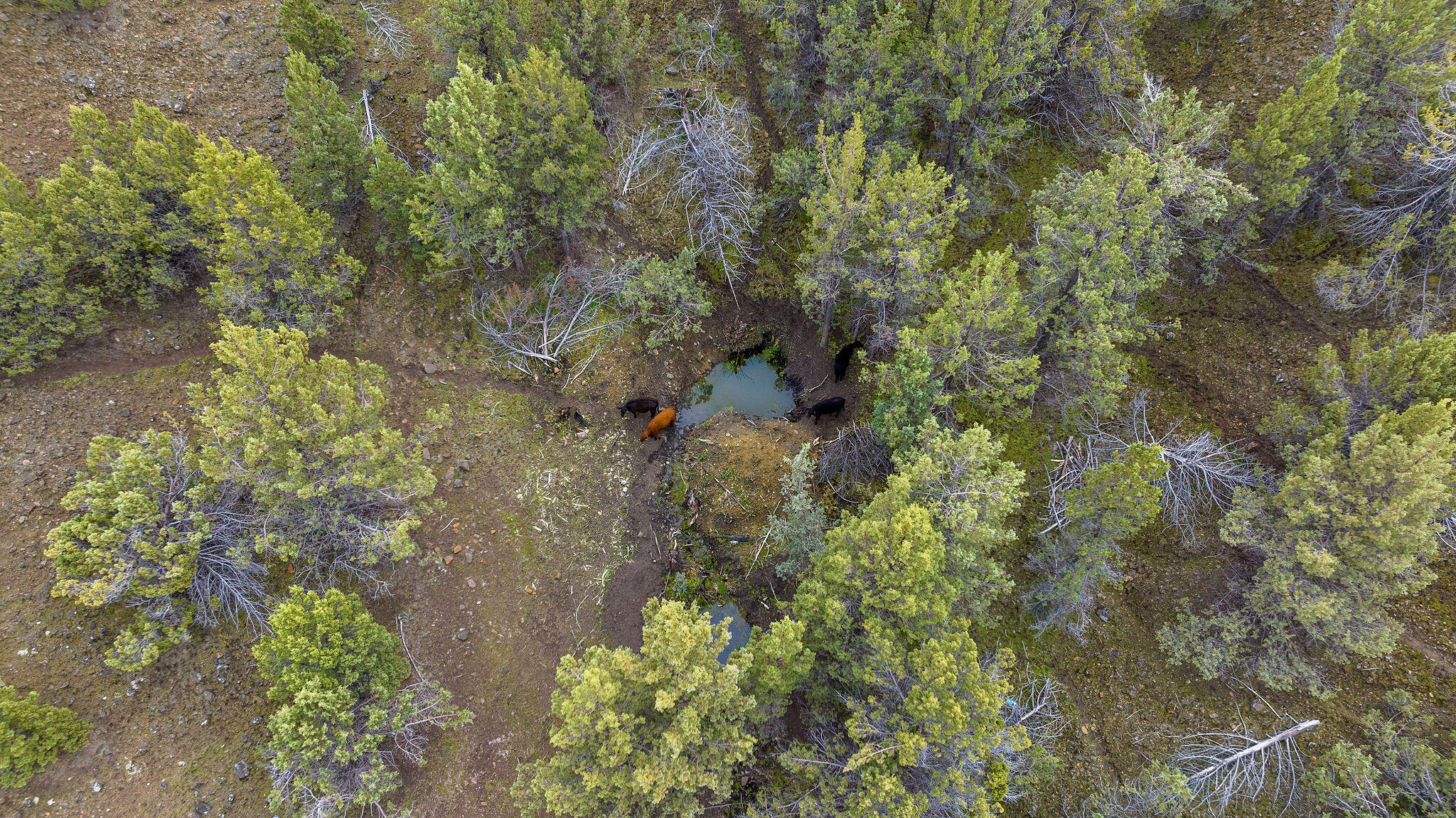 TBD Trout Creek Road