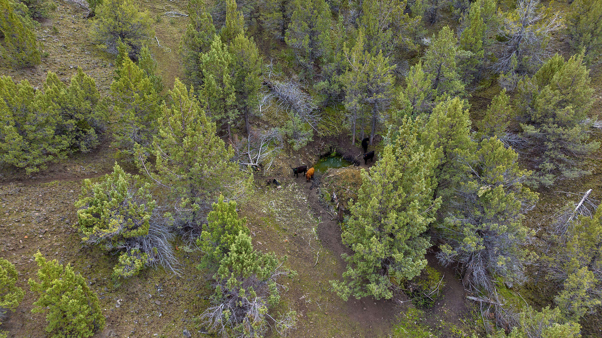 TBD Trout Creek Road