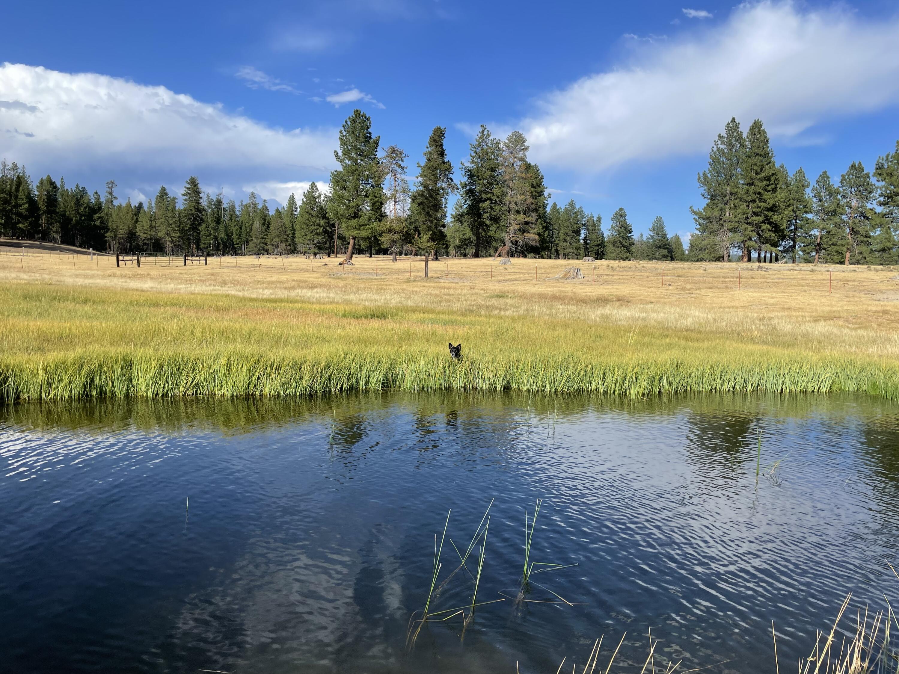 000 national forest developmen 49