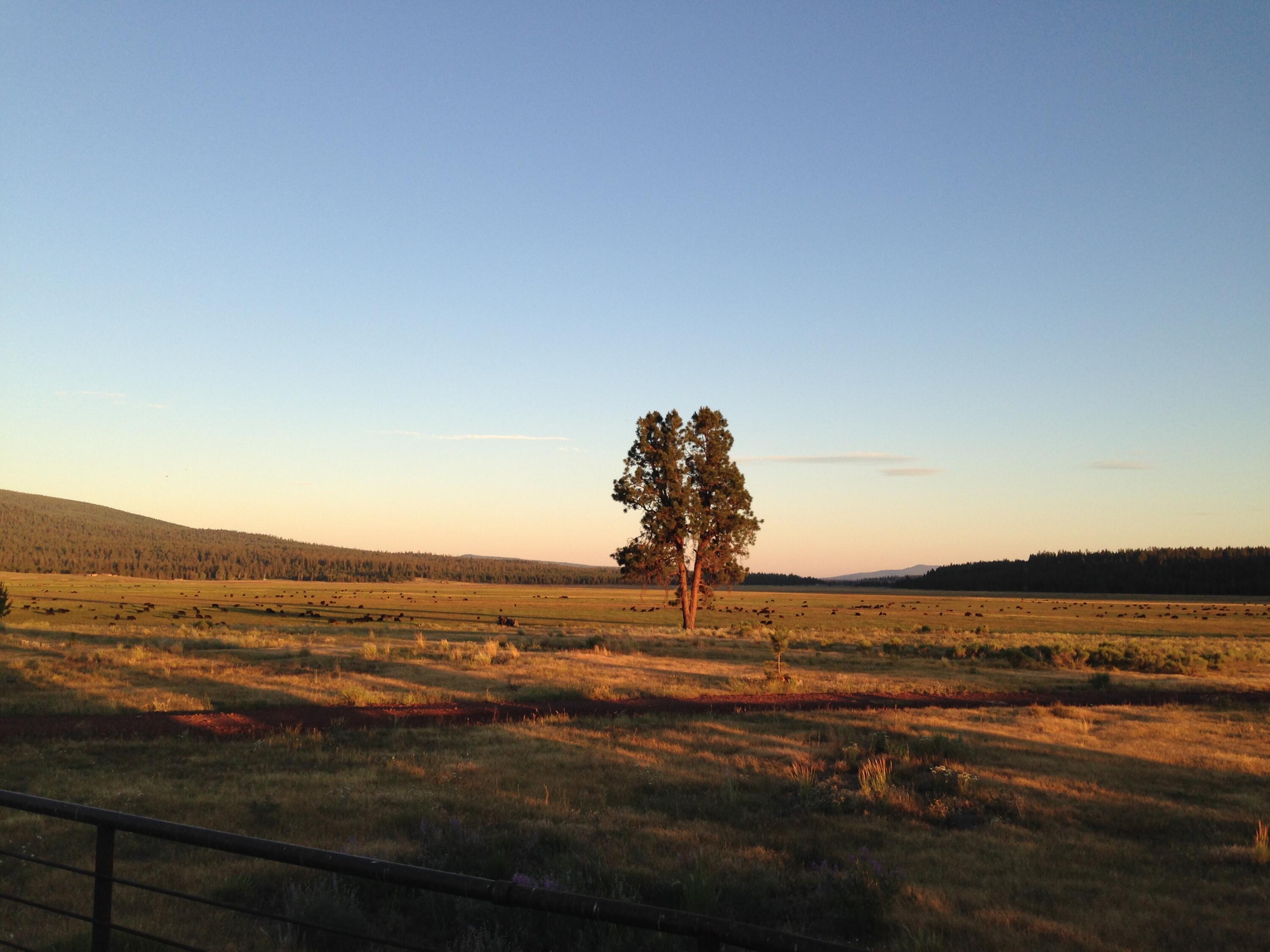 000 national forest developmen 49