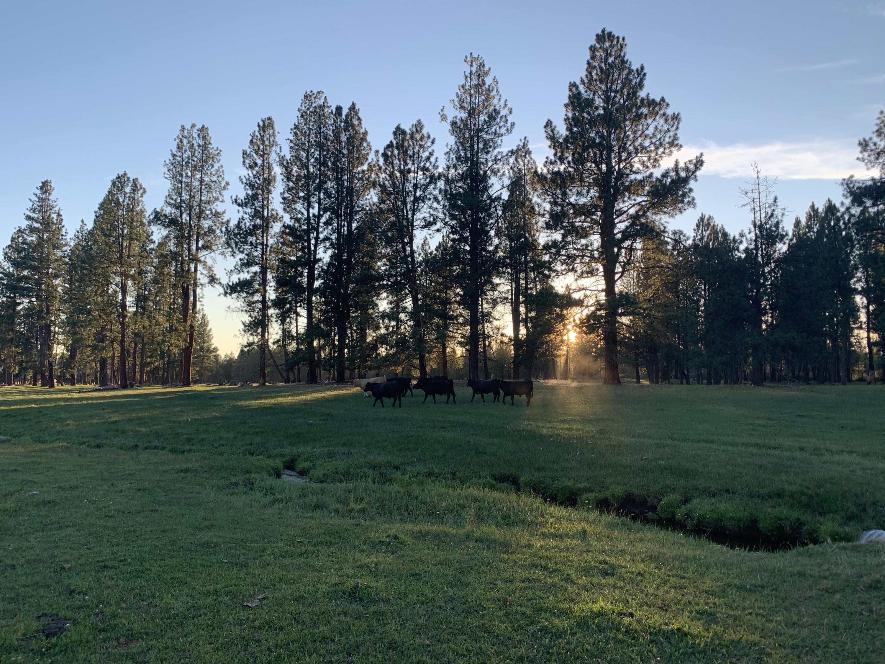 000 national forest developmen 49