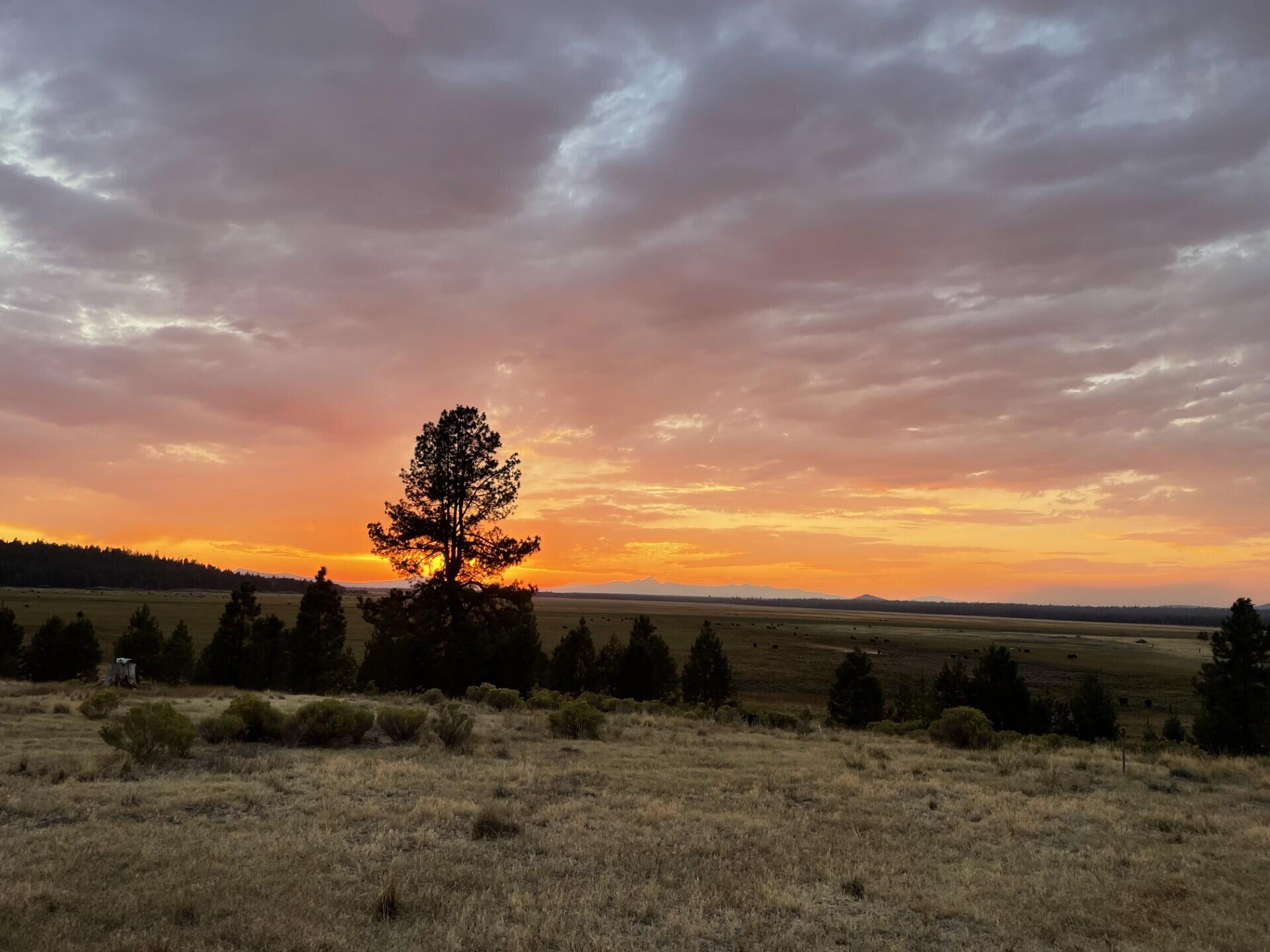 000 national forest developmen 49