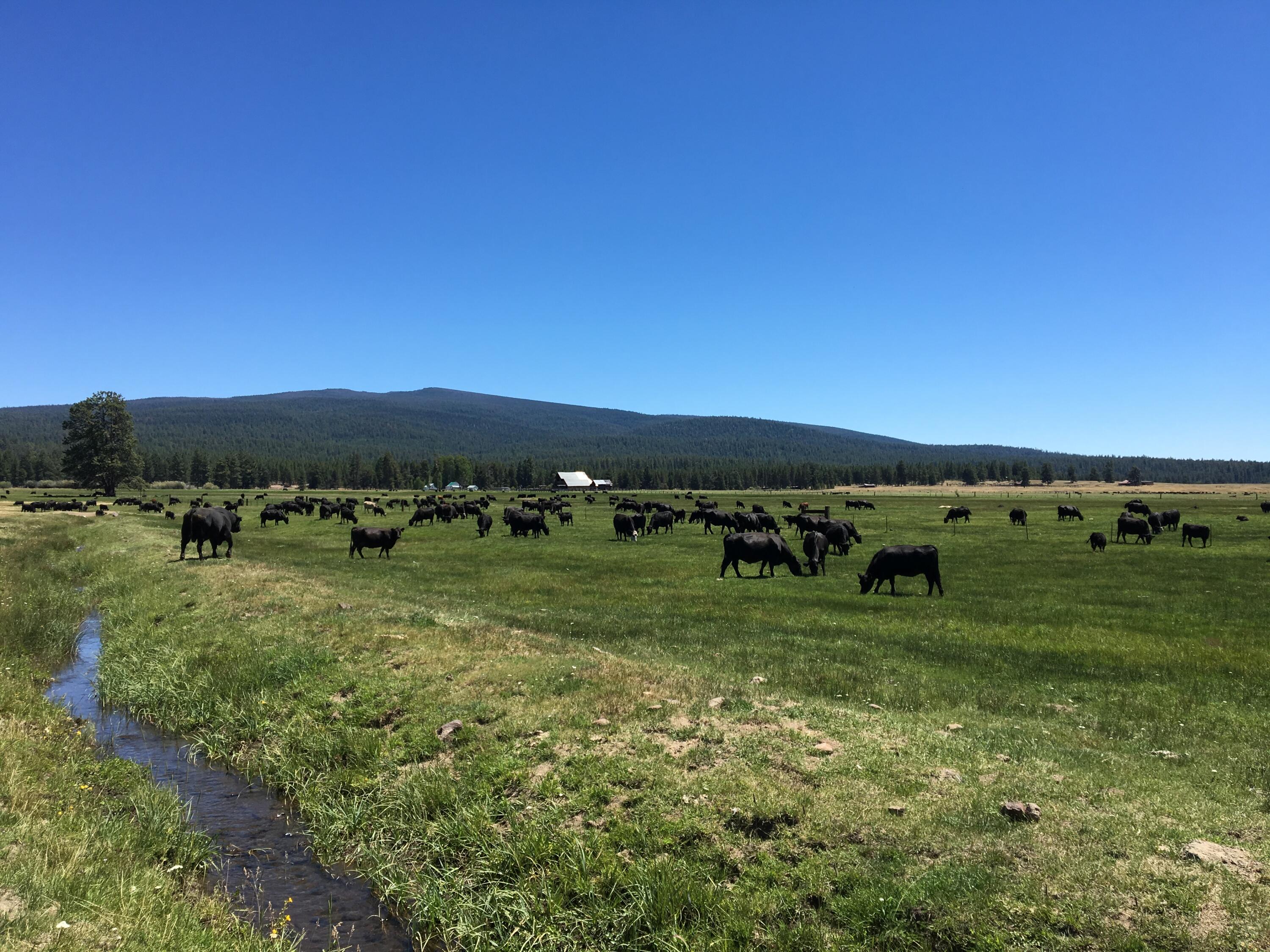 000 national forest developmen 49