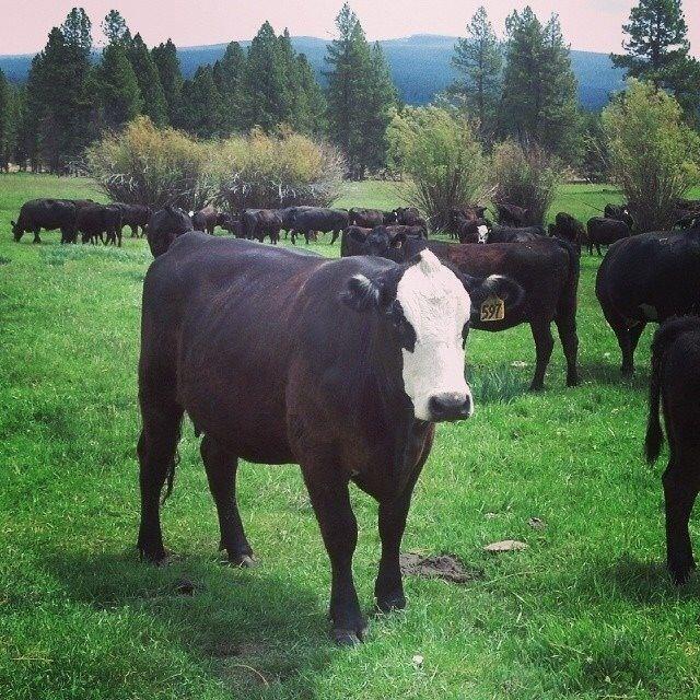 000 national forest developmen 49