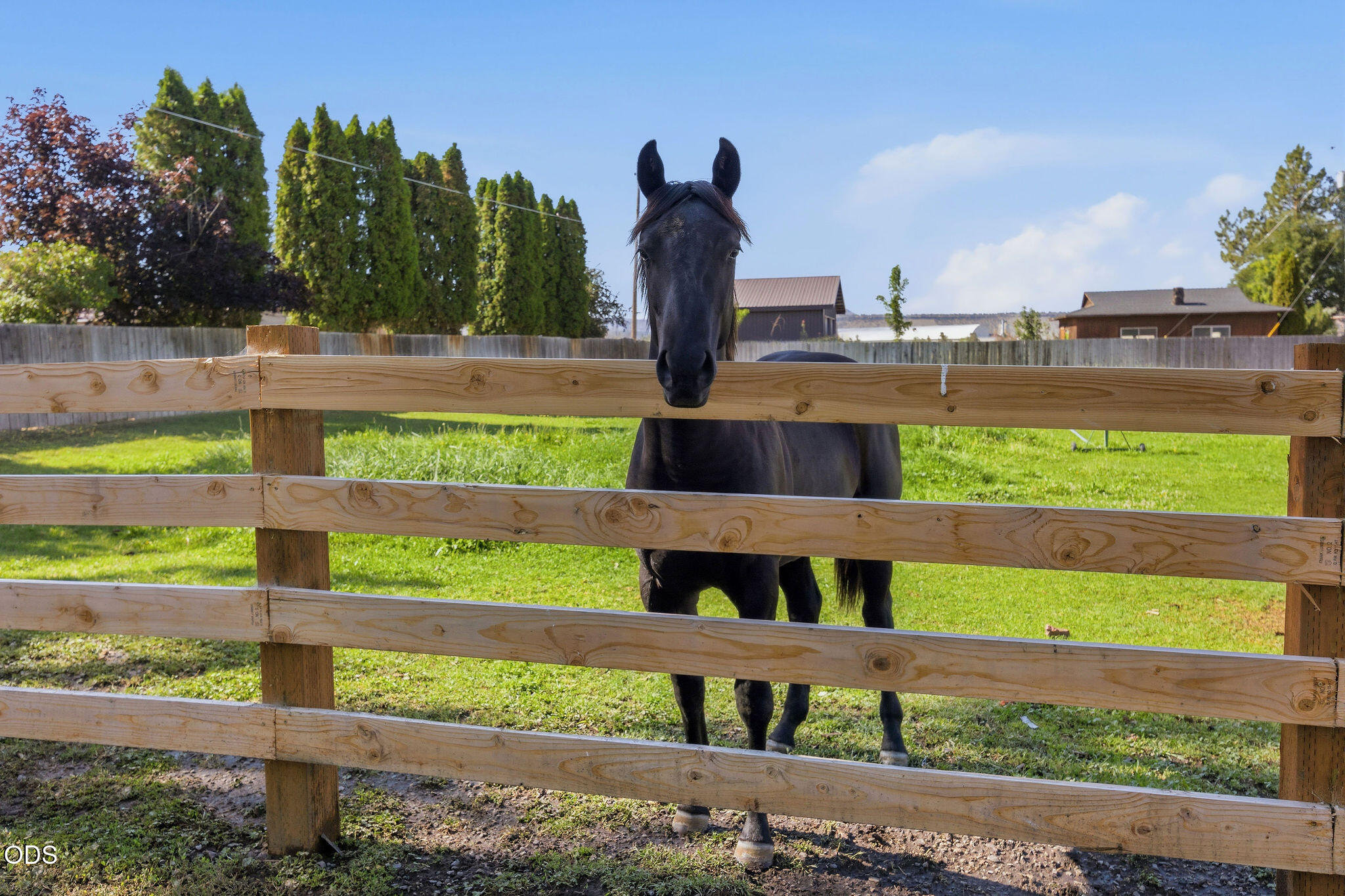 Black horse behind a wooden fence in a grassy paddock.