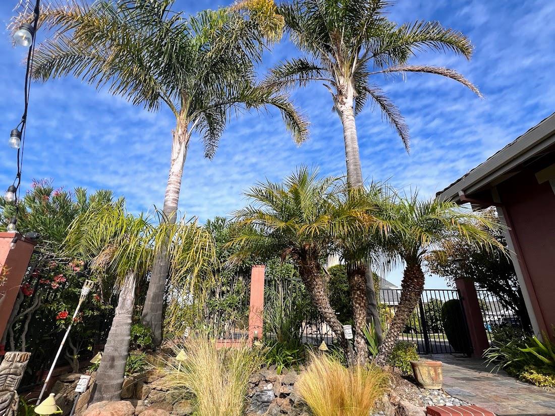 150 Flying Mist Isle