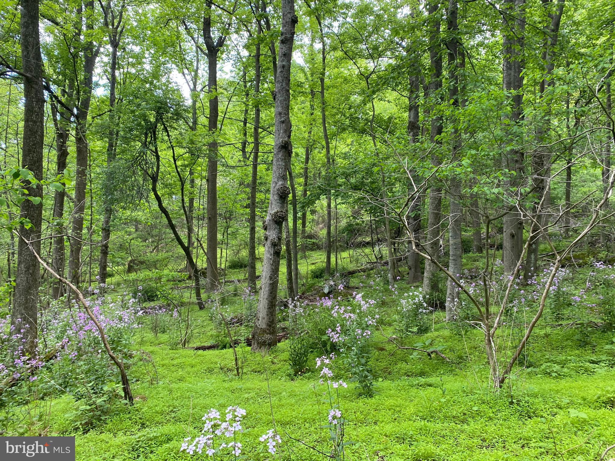 12509 Stottlemyer Rd