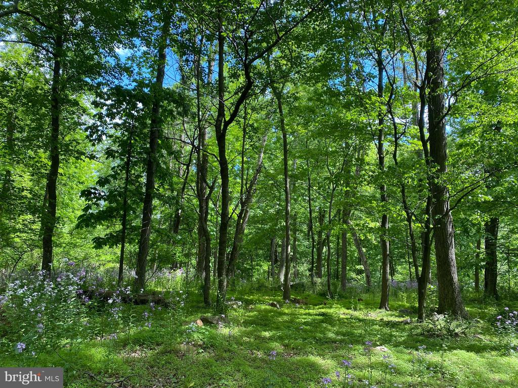 12509 Stottlemyer Rd