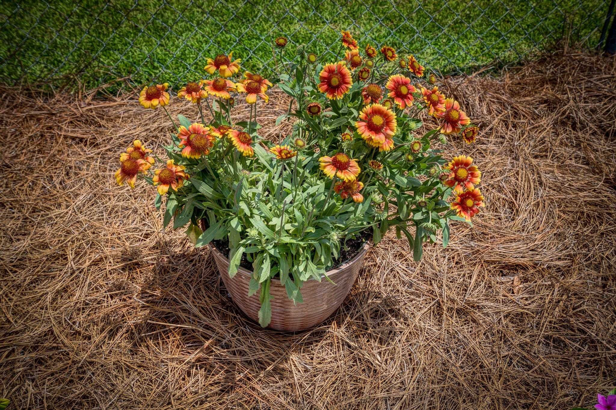 509 Greenleaf Street