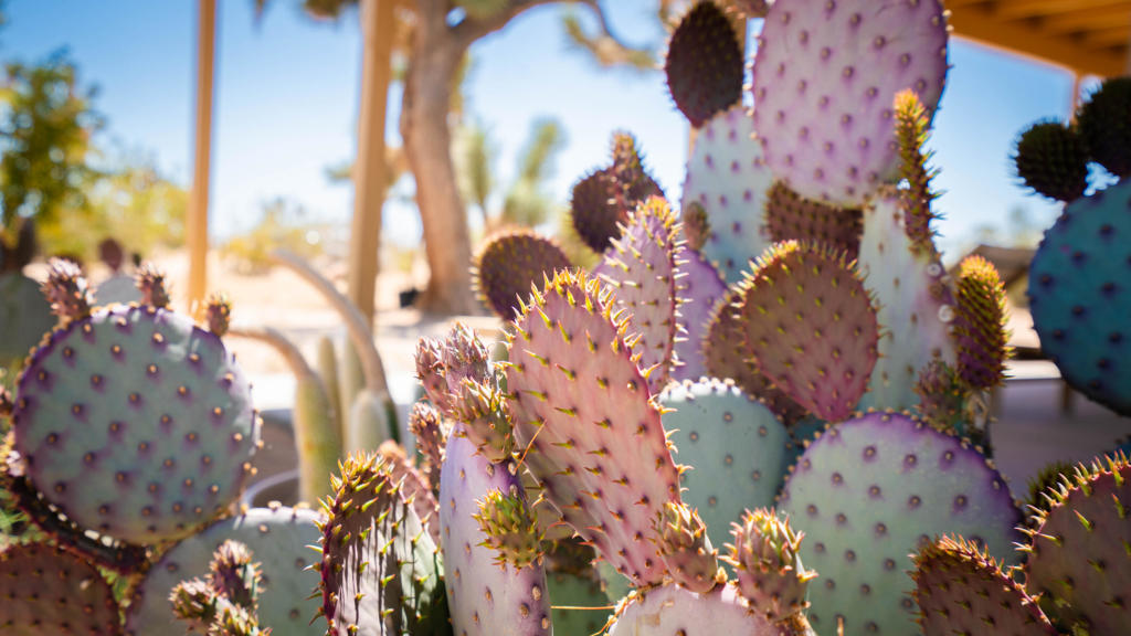 60010 Darlinda Drive