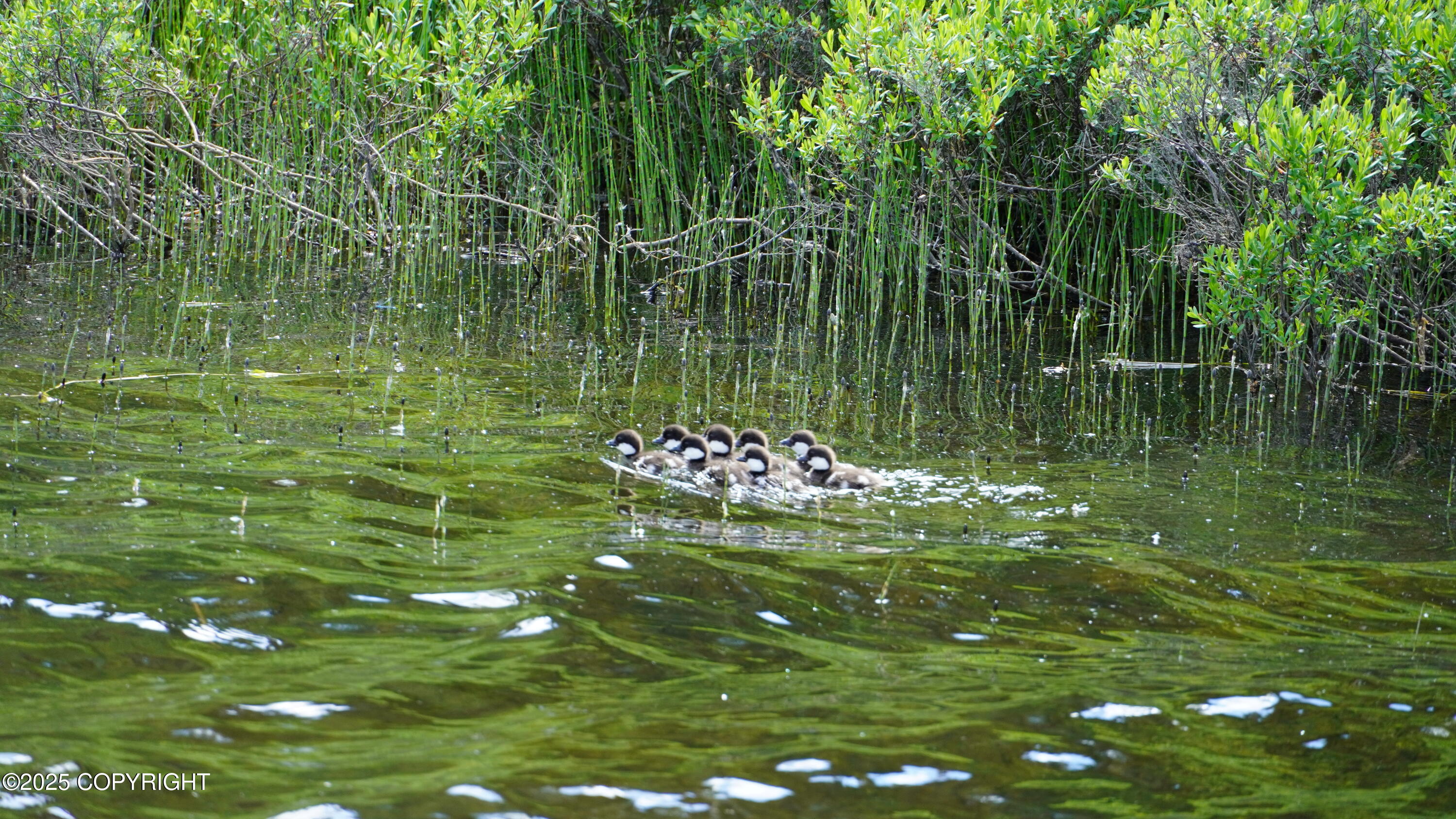 000 ASLS 75-128 TR D FishLakes Crk