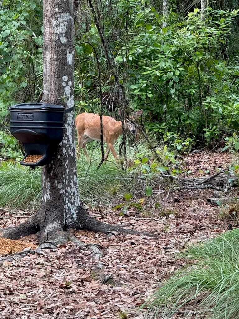 1040 Cracker Hammock