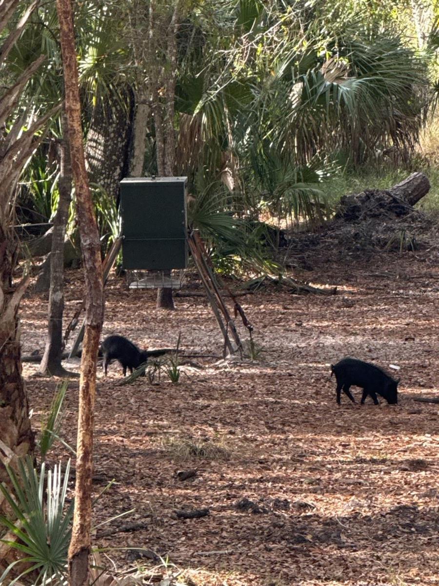 1040 CRACKER HAMMOCK