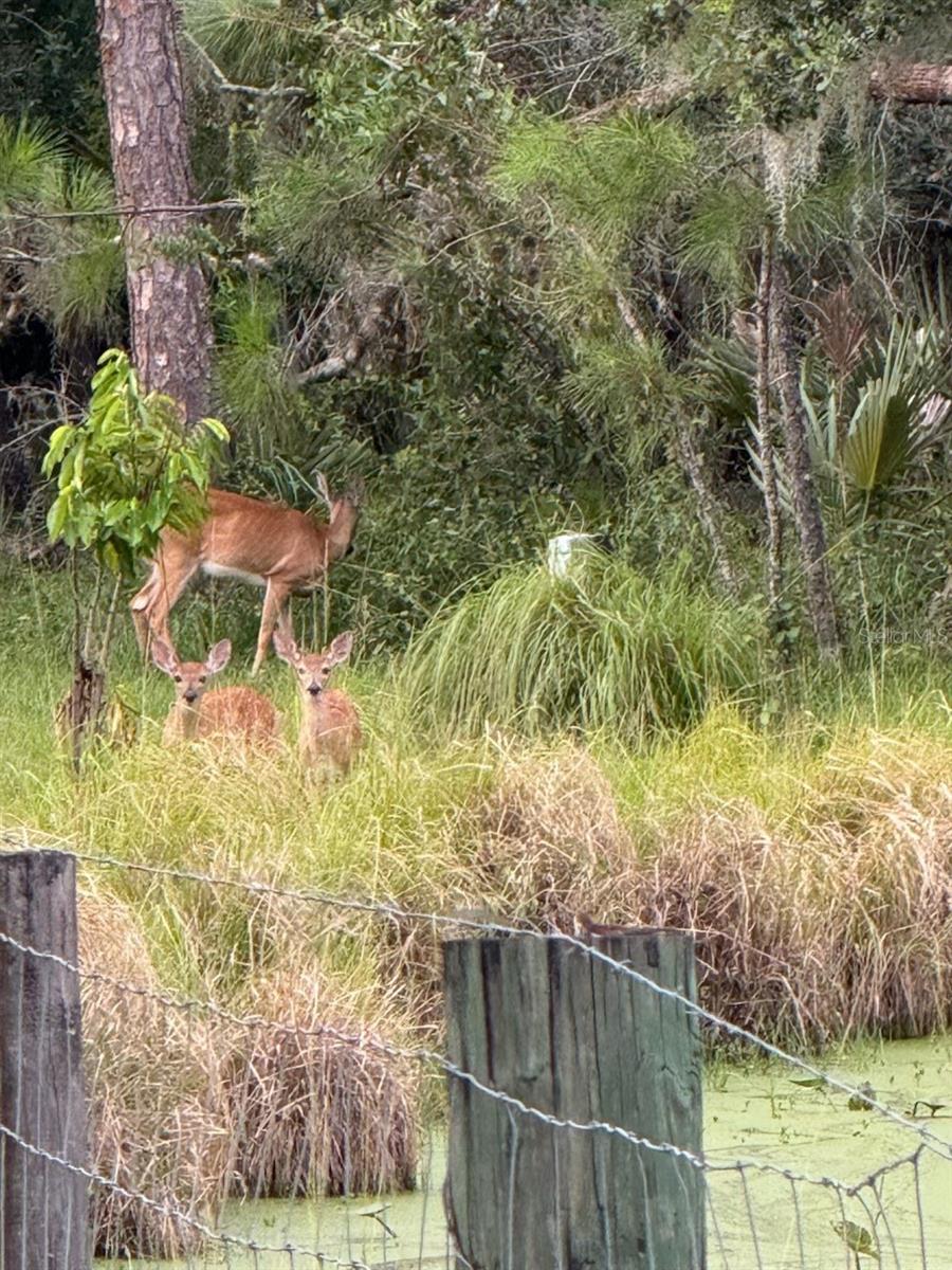 1040 CRACKER HAMMOCK