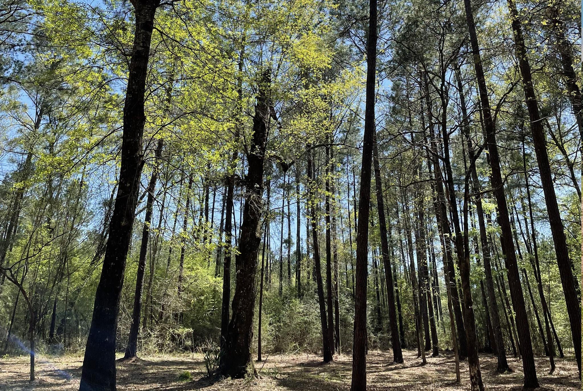 Lot 2&3 Remington Road