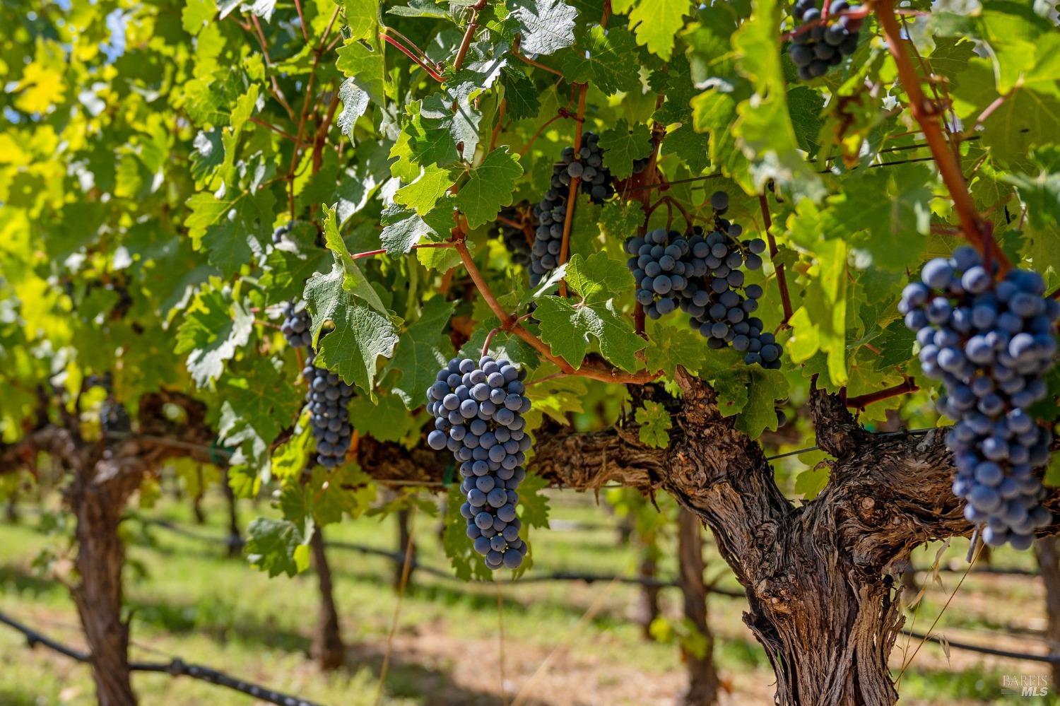 1215 Summit Lake Drive