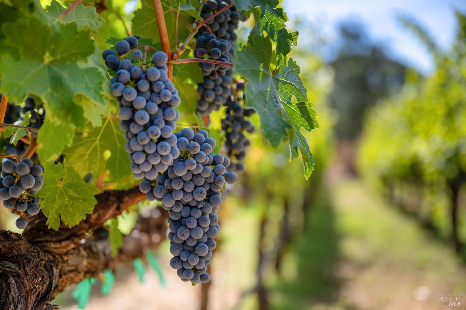 1215 Summit Lake Drive