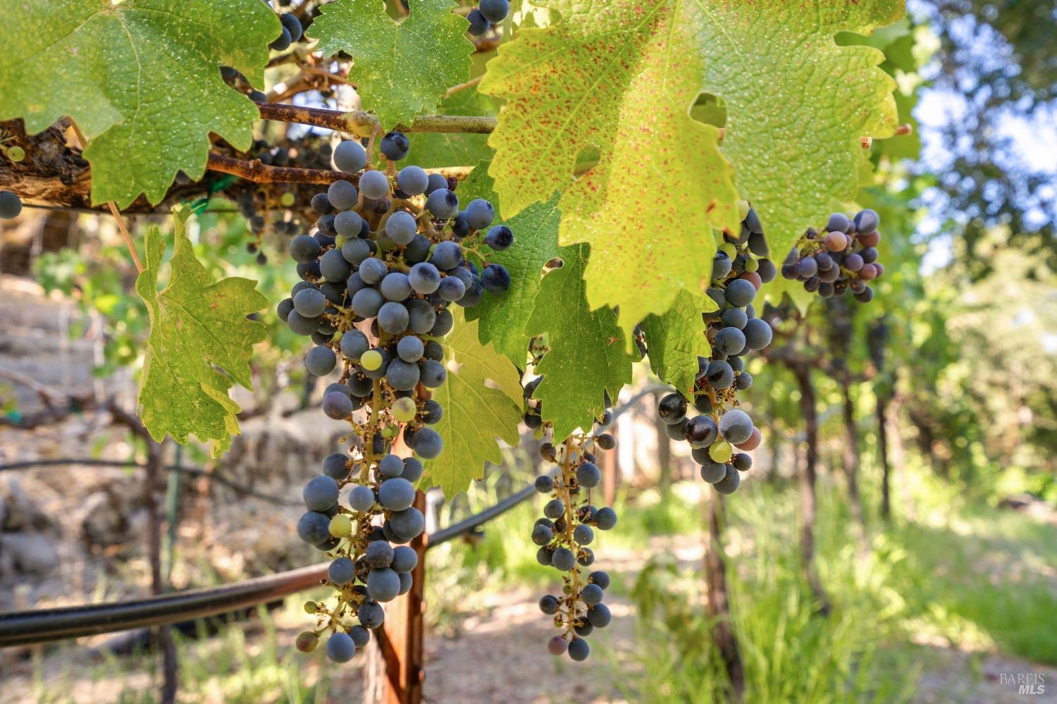 1450 Diamond Mountain Rd