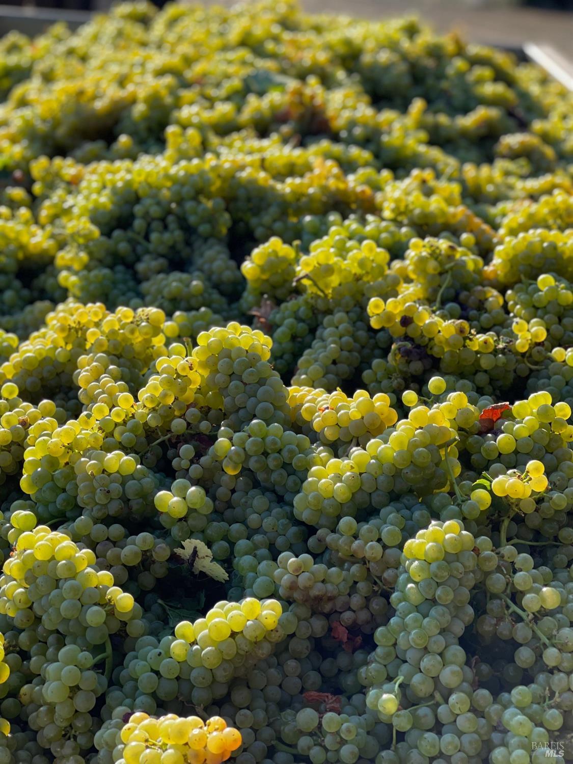 8320 Franz Valley Rd