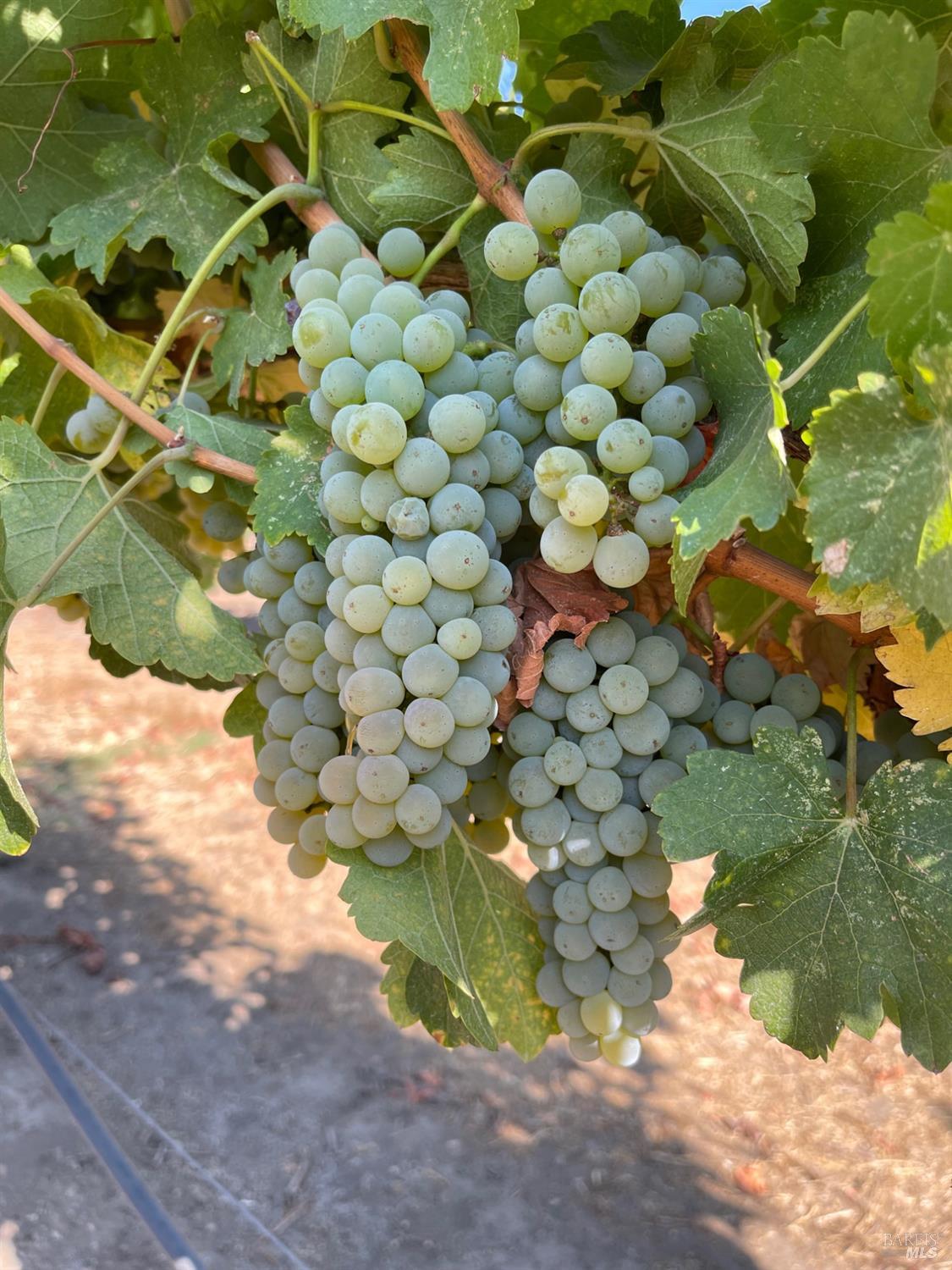 8320 Franz Valley Rd