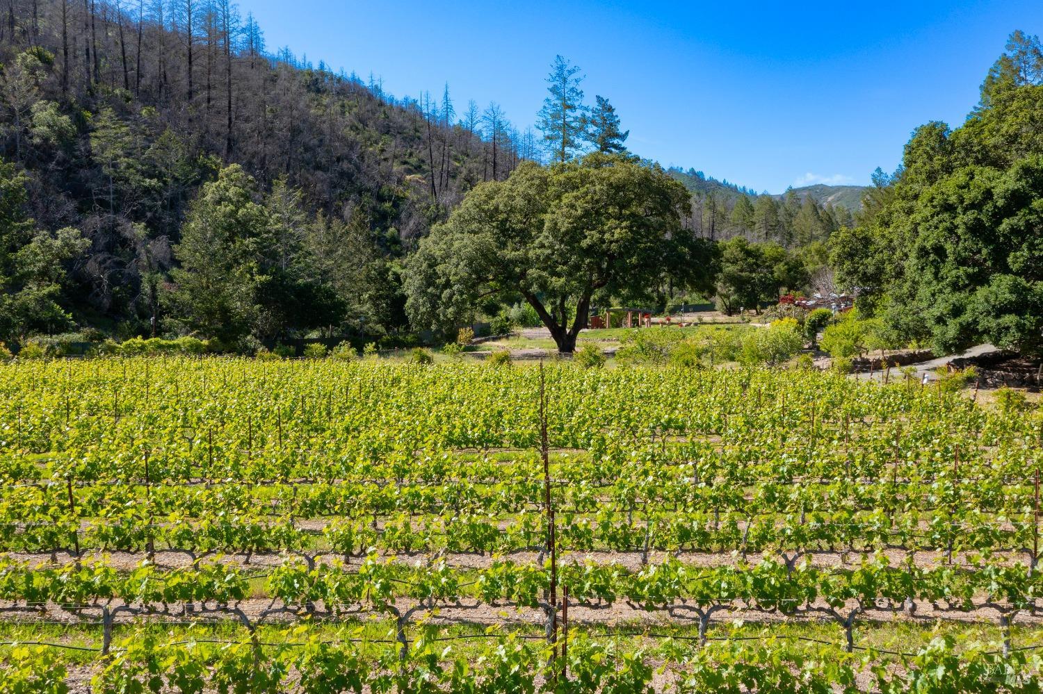 321 Dutch Henry Canyon Rd