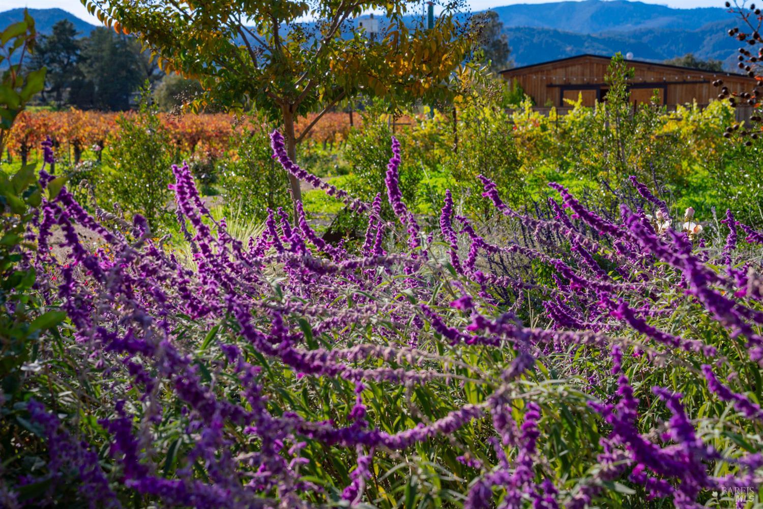 6161 Silverado Trail