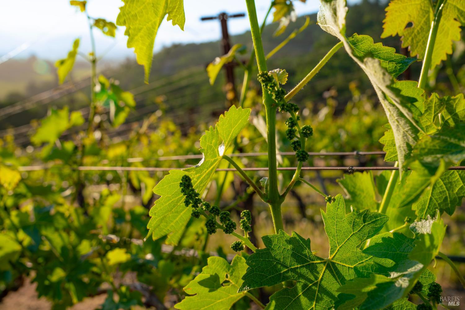 2893 Saint Helena Highway N