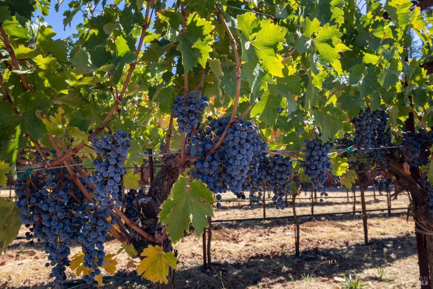 875 White Cottage Road N