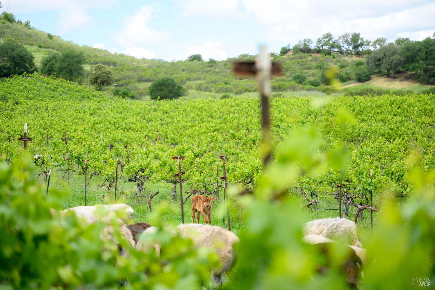 7440 Wild Horse Valley Road