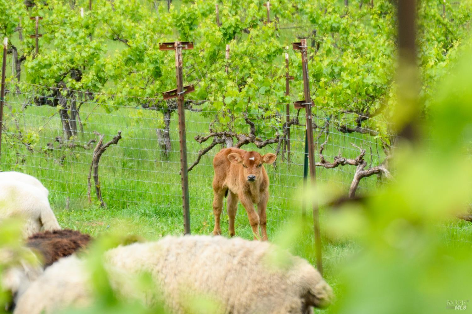 7440 Wild Horse Valley Road