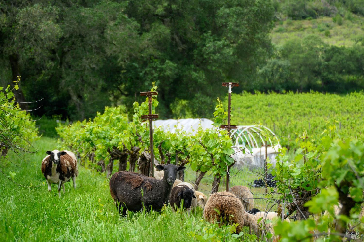 7440 Wild Horse Valley Road