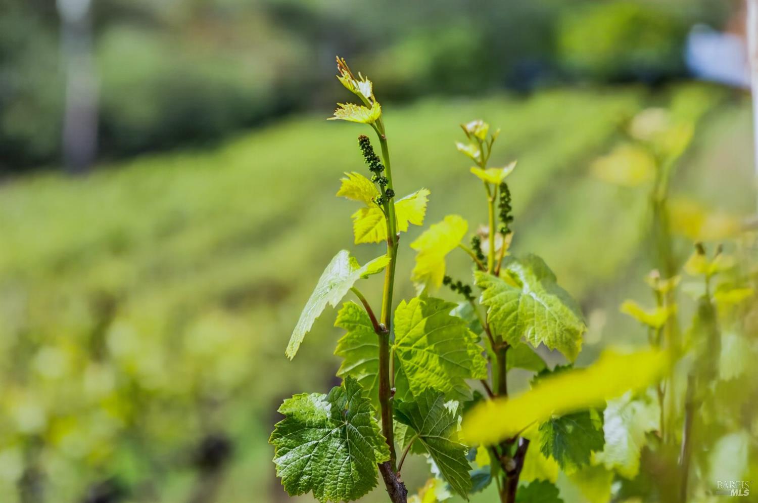 7440 Wild Horse Valley Road