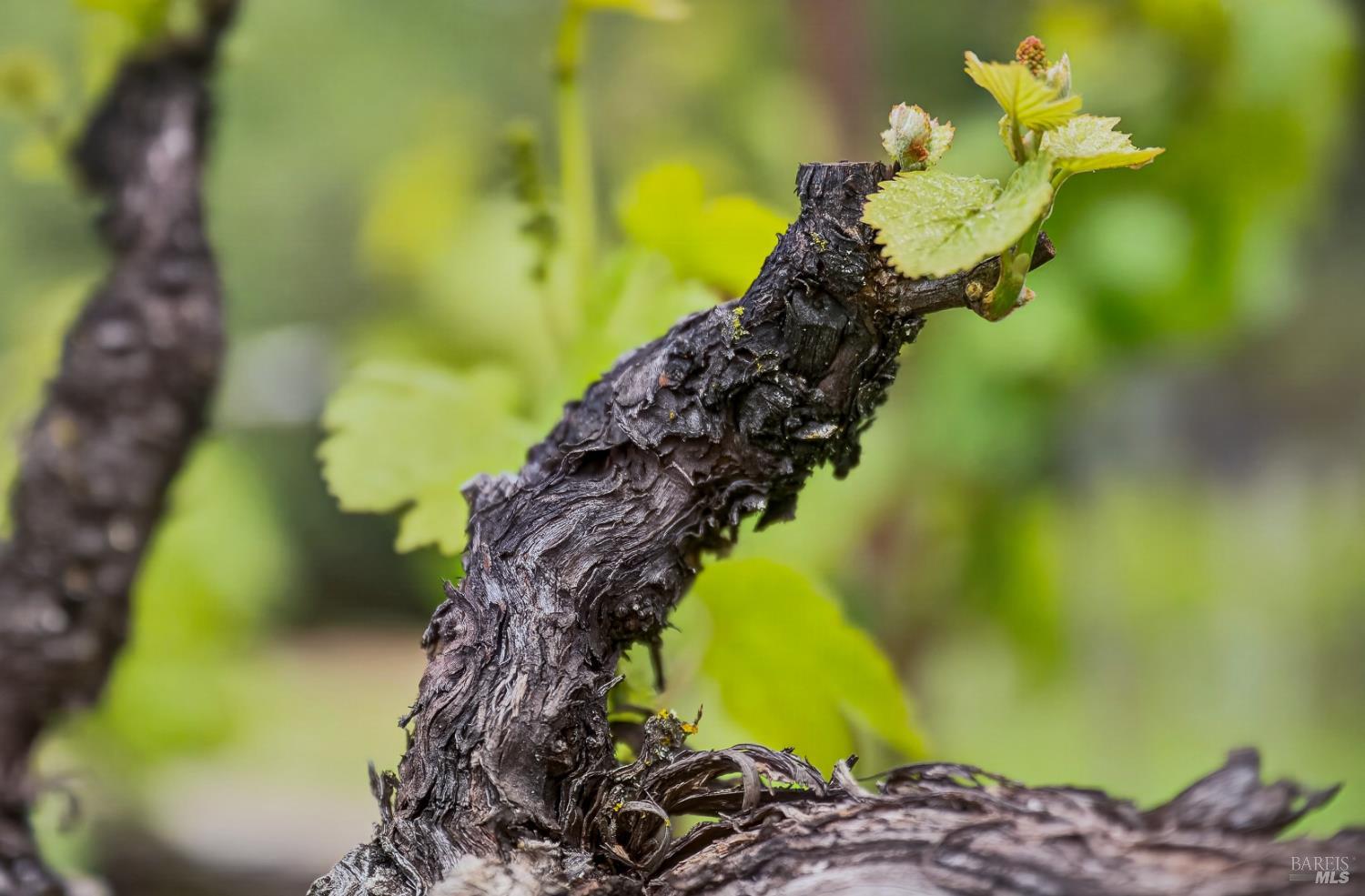 7440 Wild Horse Valley Road