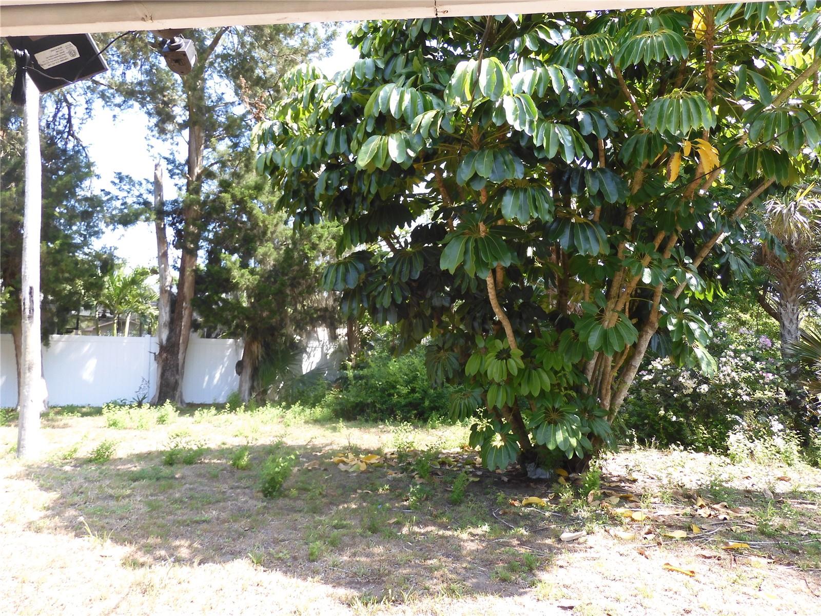 1627 UMBRELLA TREE DR