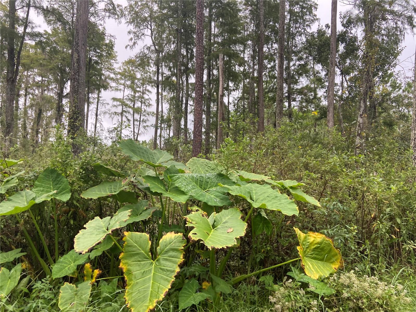 NO NAME PARCEL 28173102040030 ST