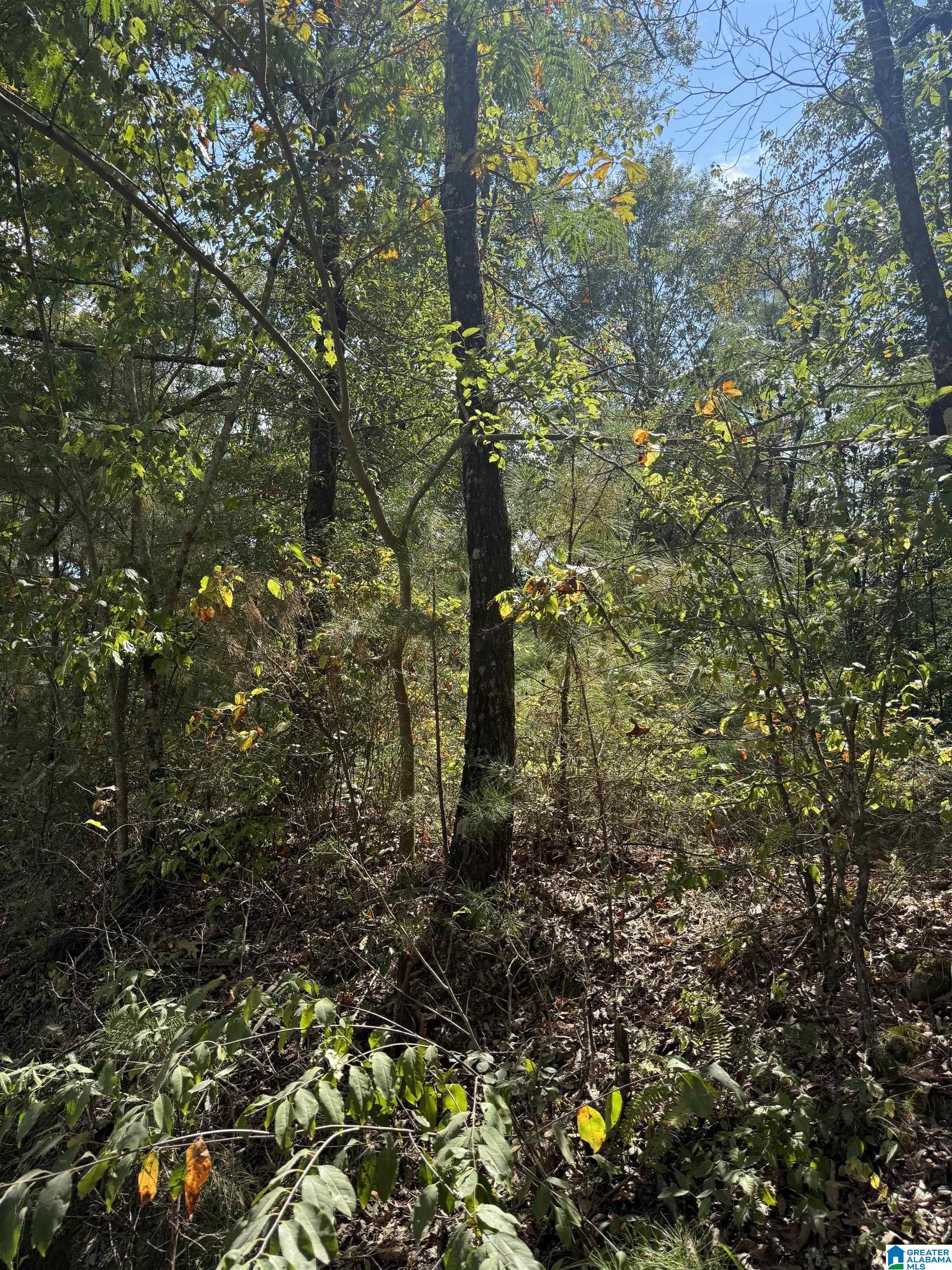 Lot 45 COUNTY ROAD 264 45