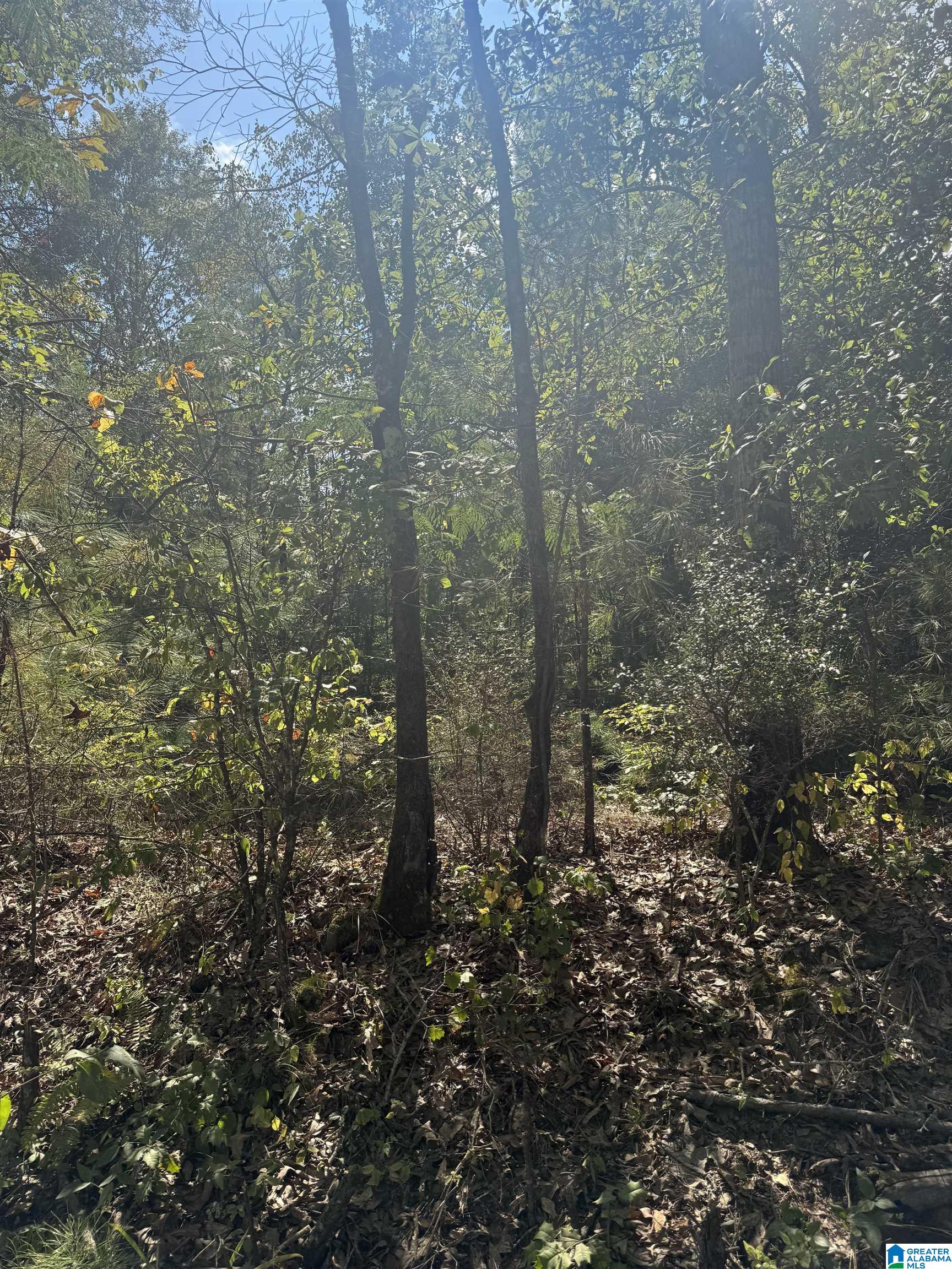 Lot 46 COUNTY ROAD 264 46