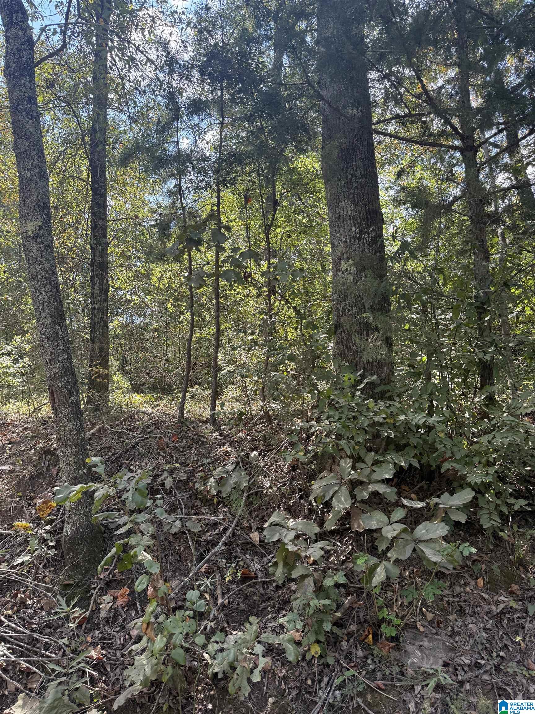 Lot 46 COUNTY ROAD 264 46