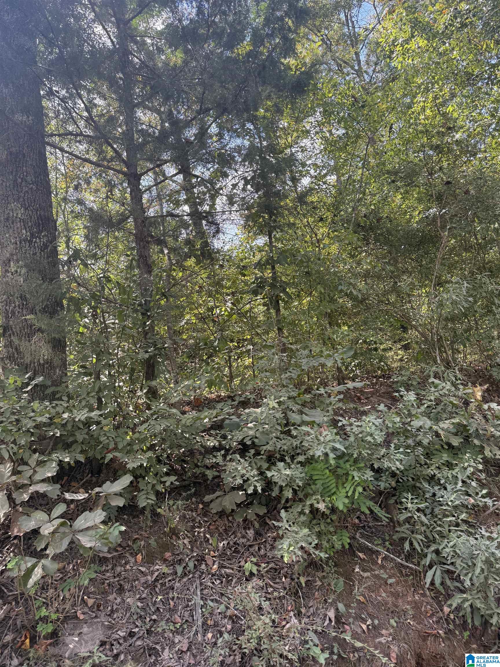 Lot 47 COUNTY ROAD 264 47