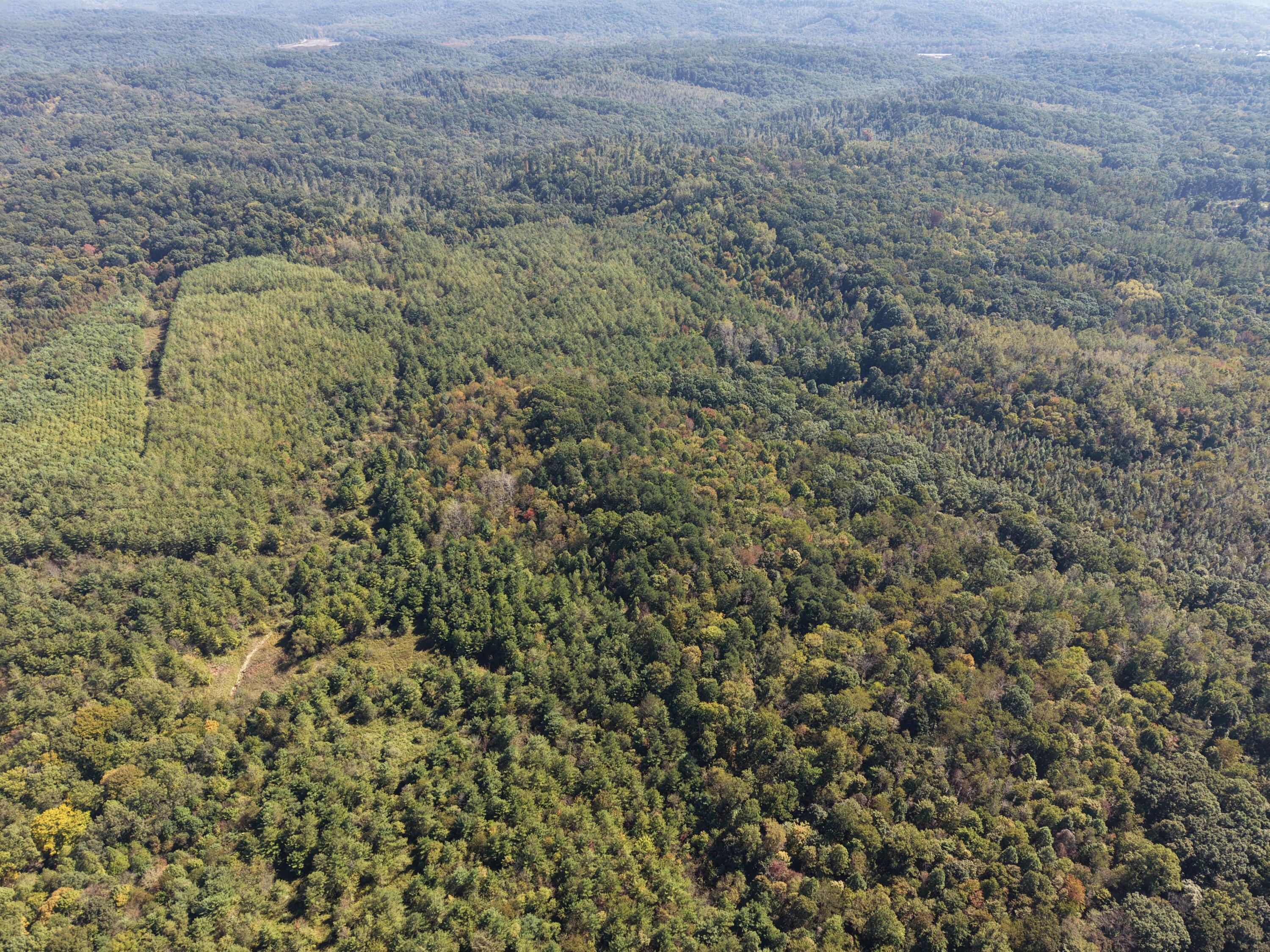Aerial view of densely forested rolling land with a narrow clearing winding through the trees.