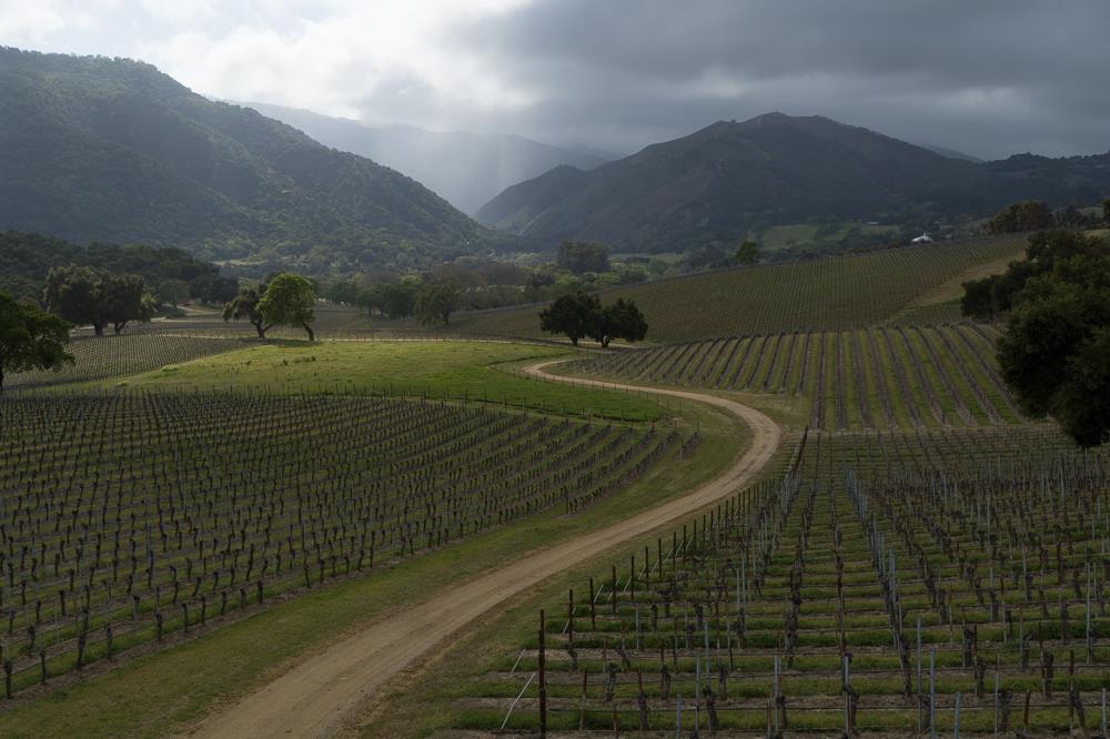 Bernardus Vineyard Carmel Valley