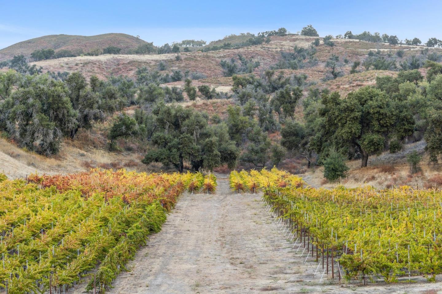 Bernardus Vineyard Carmel Valley